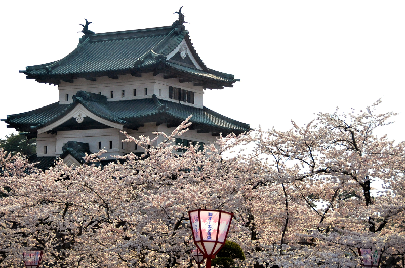 Cherry Blossoms